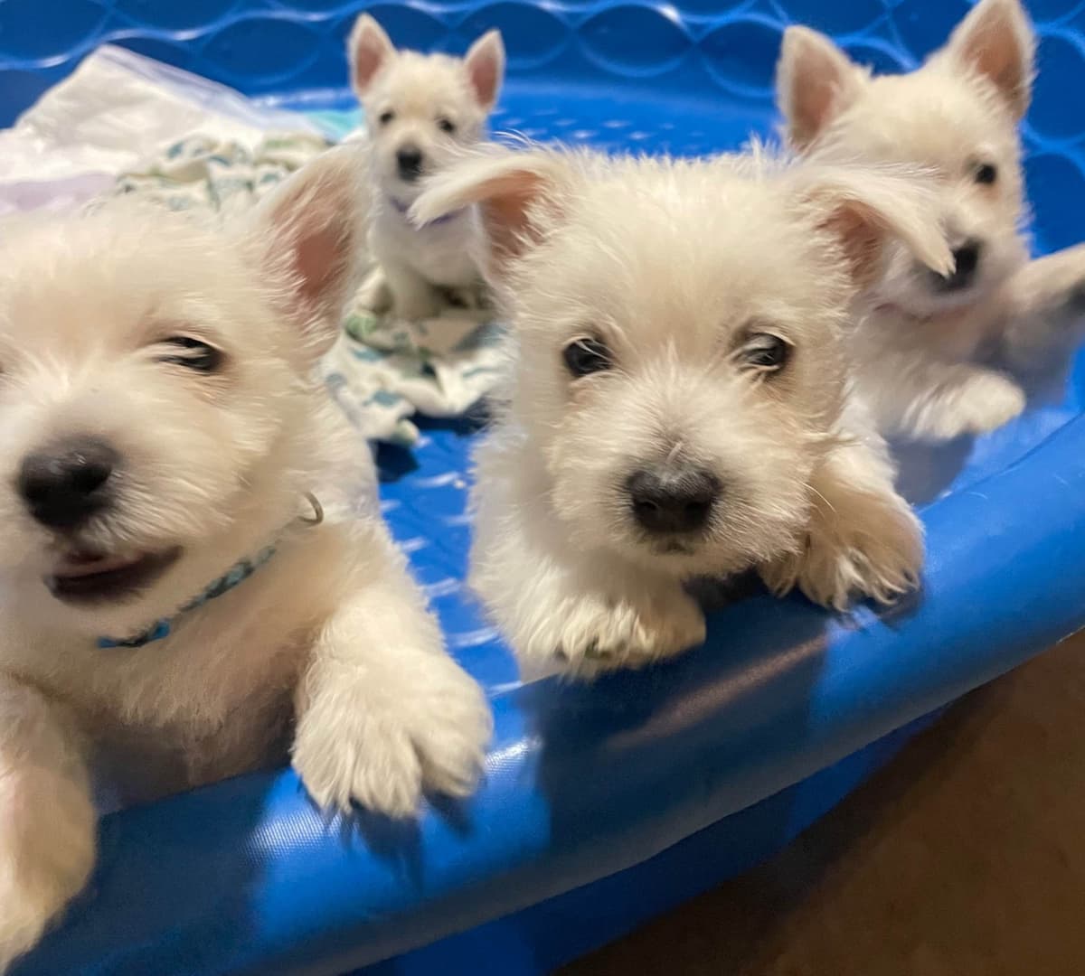 Pacific NorthWesties…..West Highland White Terrier Puppies breeder image 24