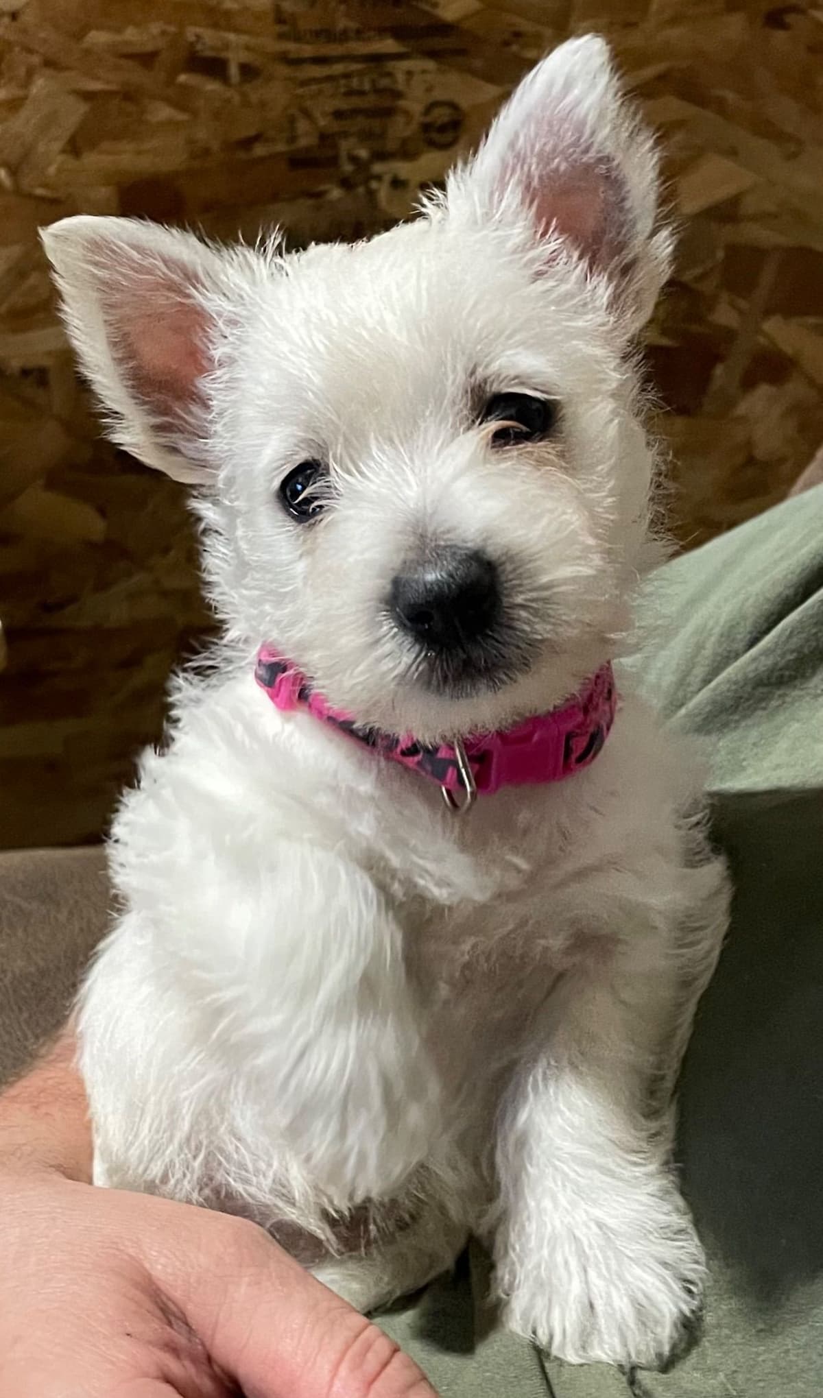 Pacific NorthWesties…..West Highland White Terrier Puppies breeder image 22