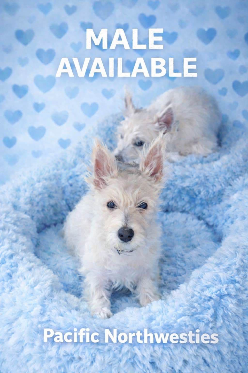 Pacific NorthWesties…..West Highland White Terrier Puppies breeder image 26