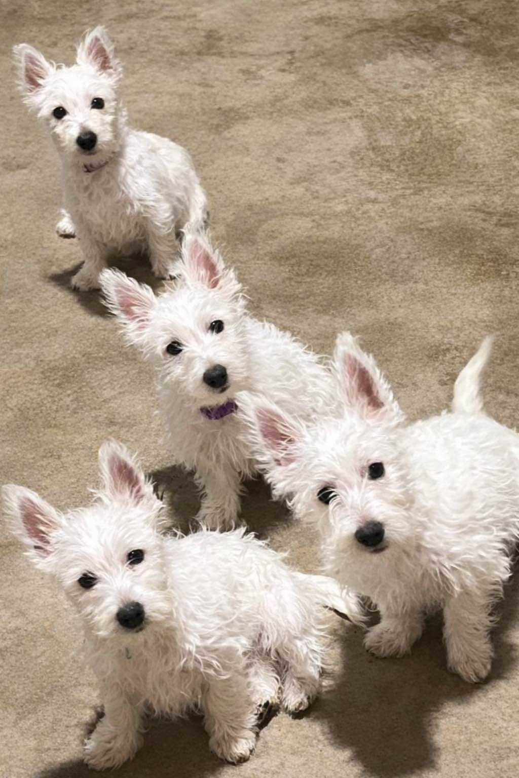 Pacific NorthWesties…..West Highland White Terrier Puppies breeder image 29