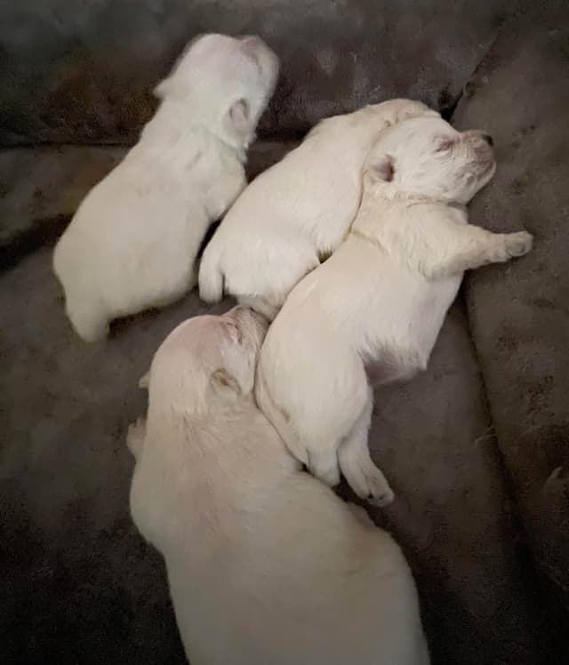 Pacific NorthWesties…..West Highland White Terrier Puppies media 2