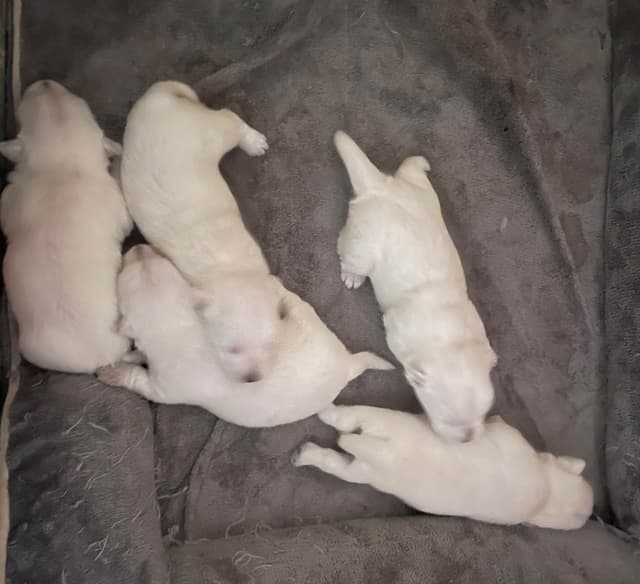 Pacific NorthWesties…..West Highland White Terrier Puppies media 3