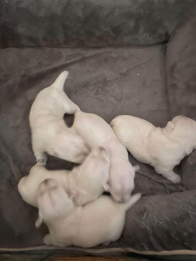 Pacific NorthWesties…..West Highland White Terrier Puppies media 4