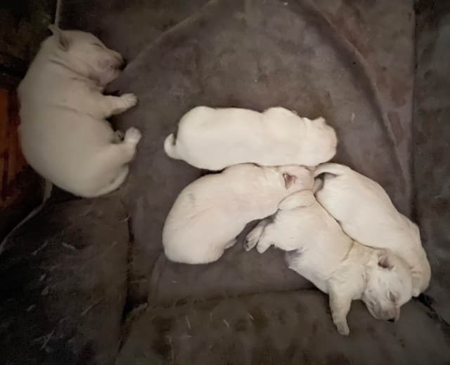 Pacific NorthWesties…..West Highland White Terrier Puppies media 5