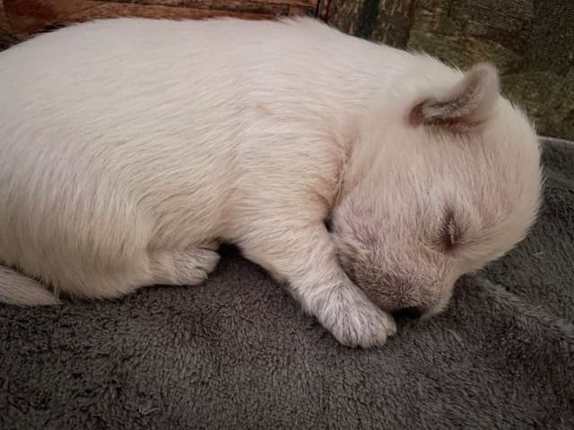 Pacific NorthWesties…..West Highland White Terrier Puppies media 6