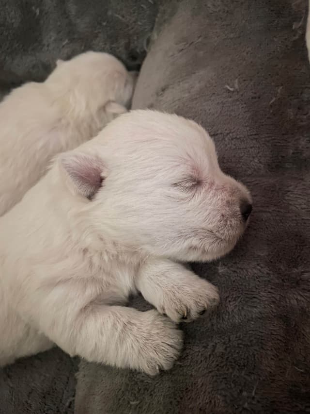 Pacific NorthWesties…..West Highland White Terrier Puppies media 7