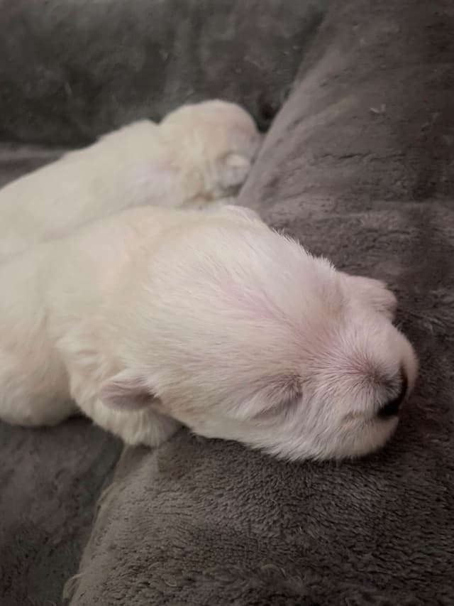 Pacific NorthWesties…..West Highland White Terrier Puppies media 9