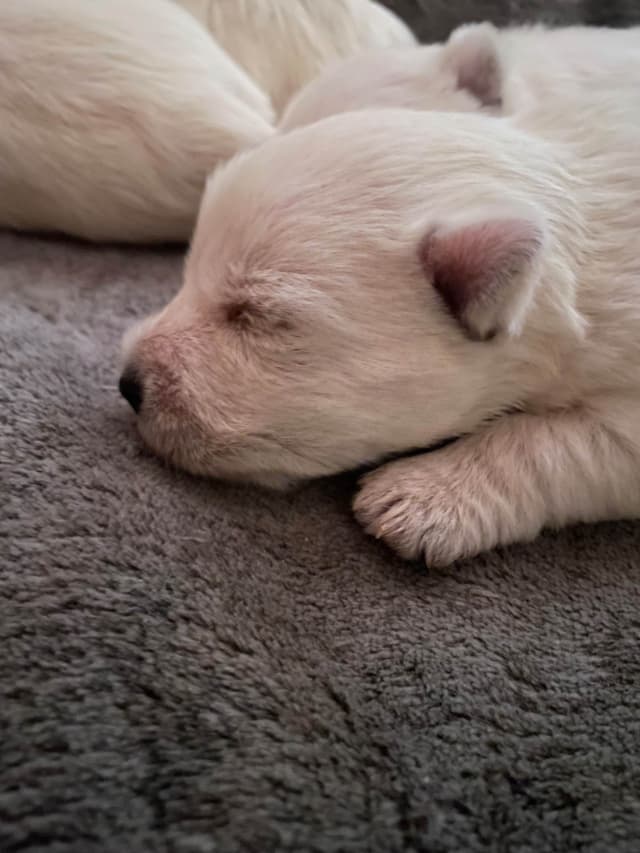 Pacific NorthWesties…..West Highland White Terrier Puppies media 10