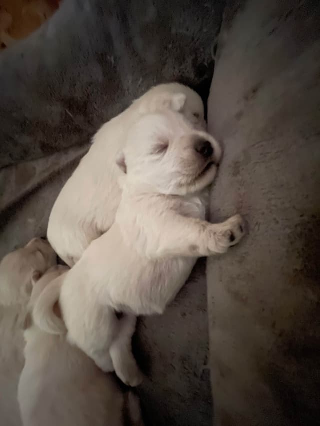 Pacific NorthWesties…..West Highland White Terrier Puppies media 13
