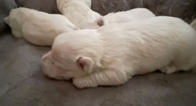 Pacific NorthWesties…..West Highland White Terrier Puppies media 11