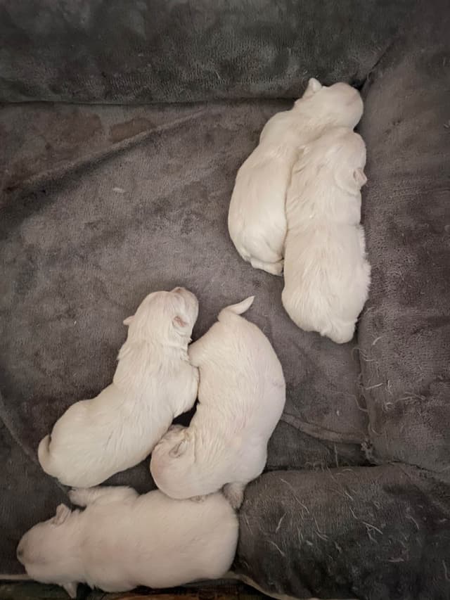 Pacific NorthWesties…..West Highland White Terrier Puppies media 12