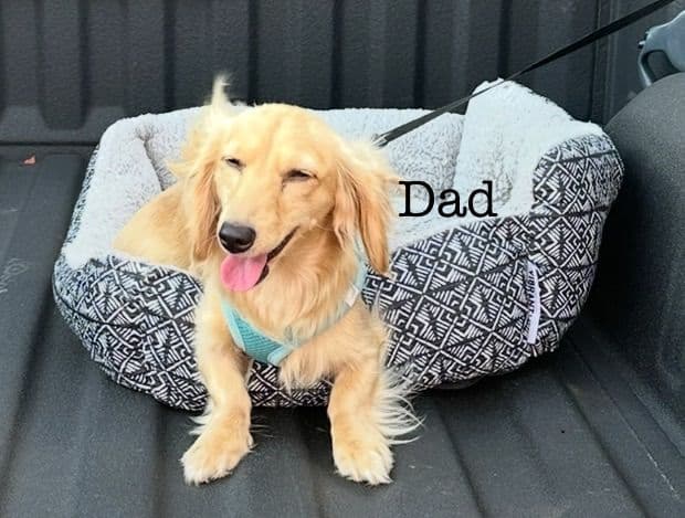 Dachshund Puppies breeder image 1
