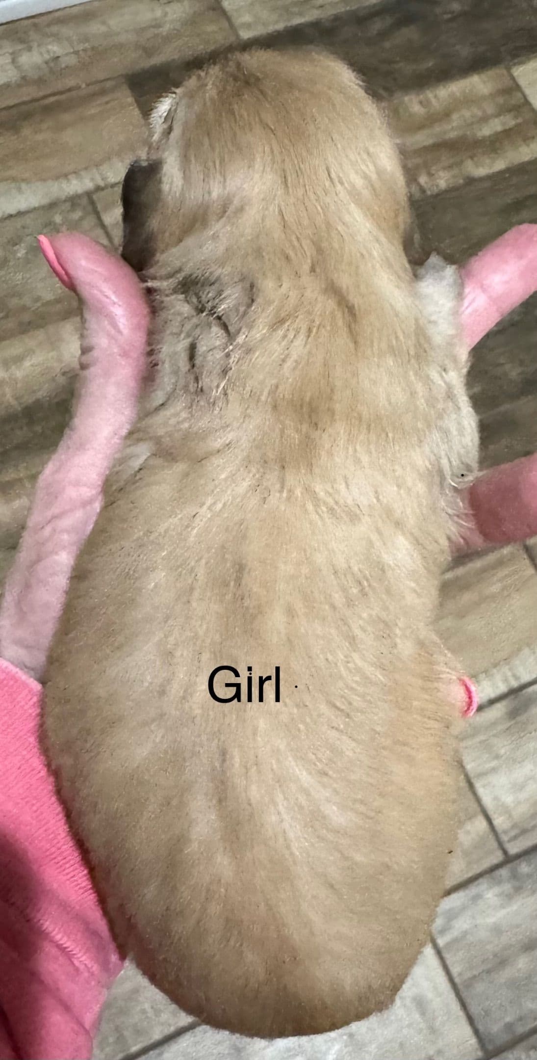 Dachshund Puppies breeder image 2