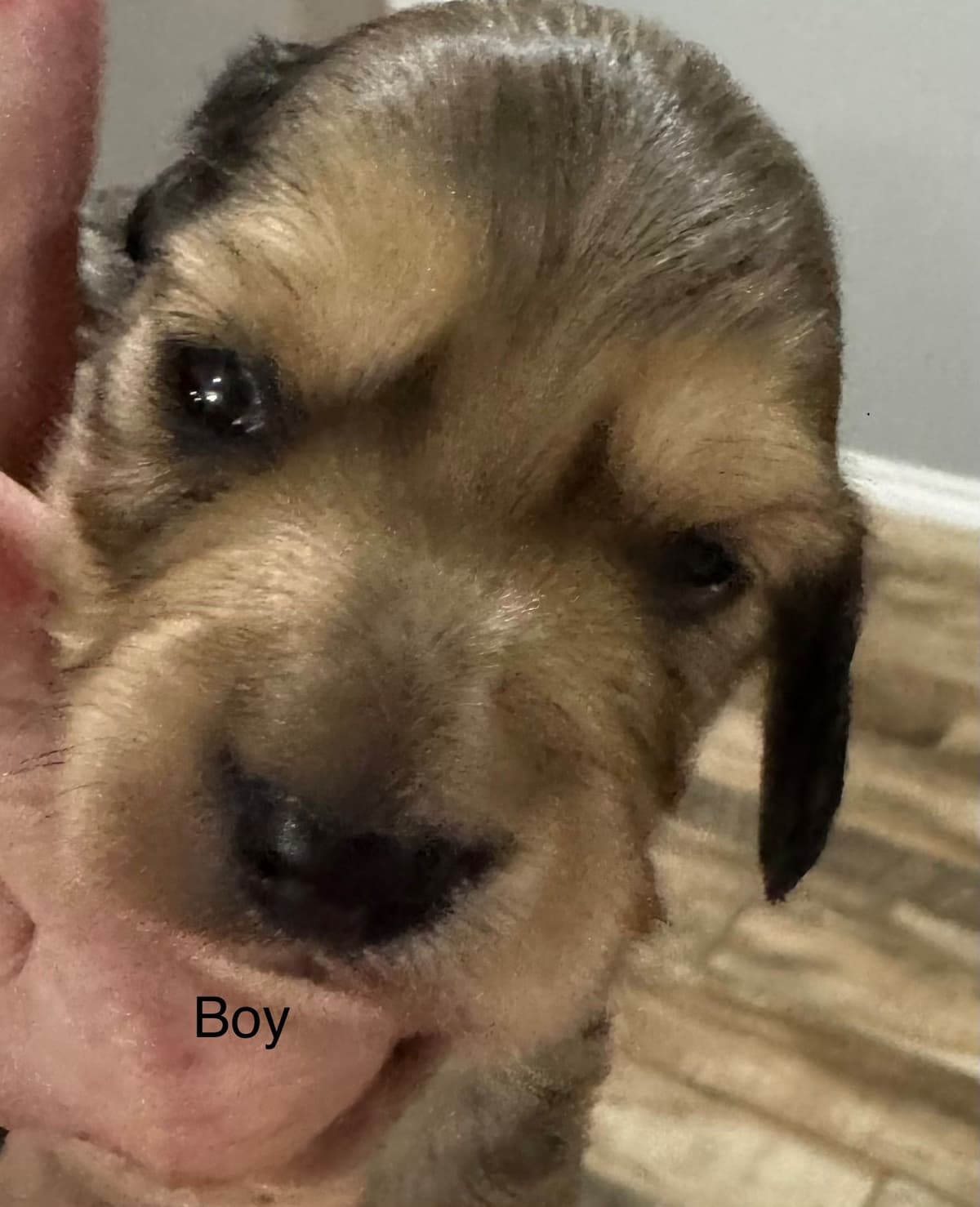 Dachshund Puppies breeder image 4