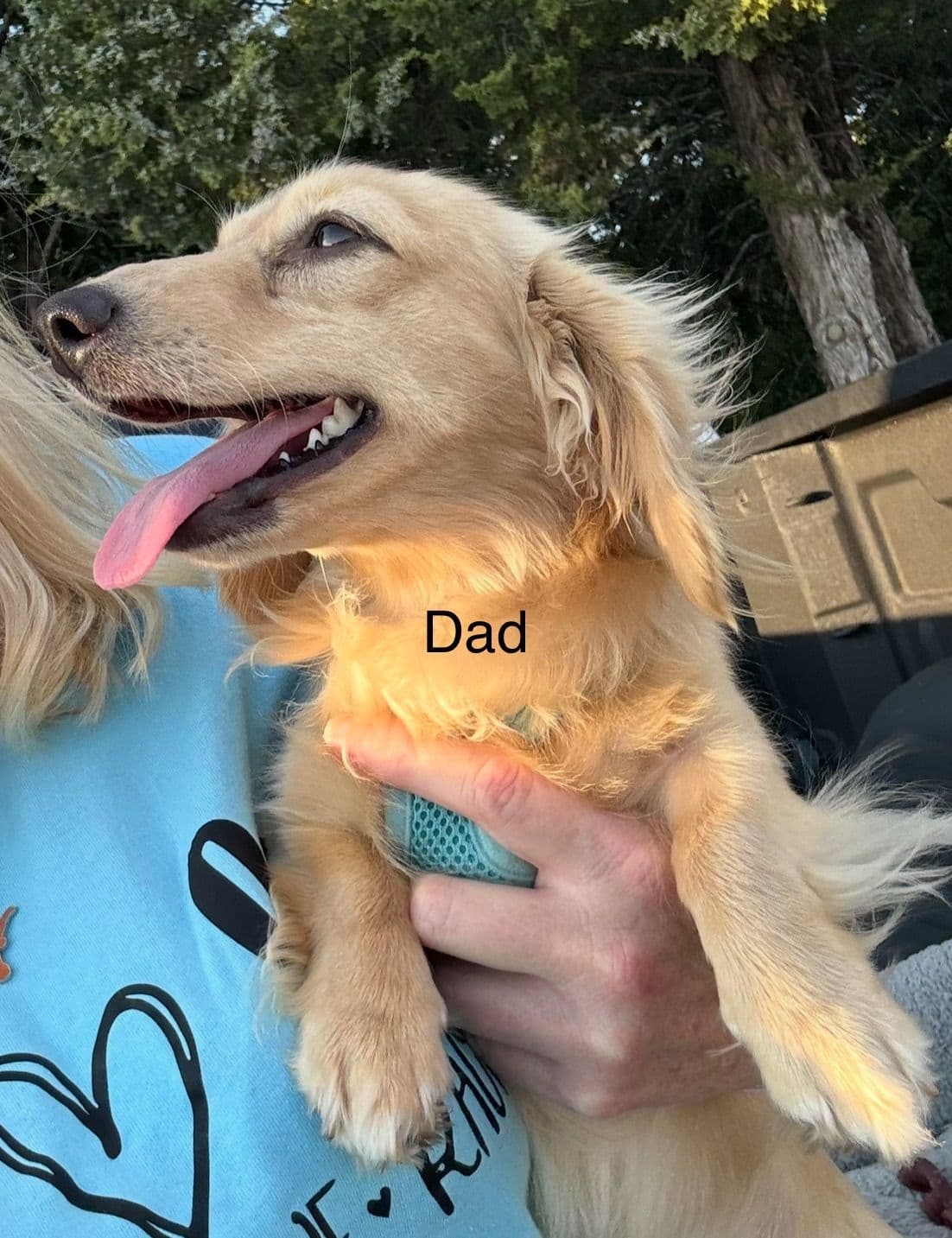 Dachshund Puppies breeder image 5