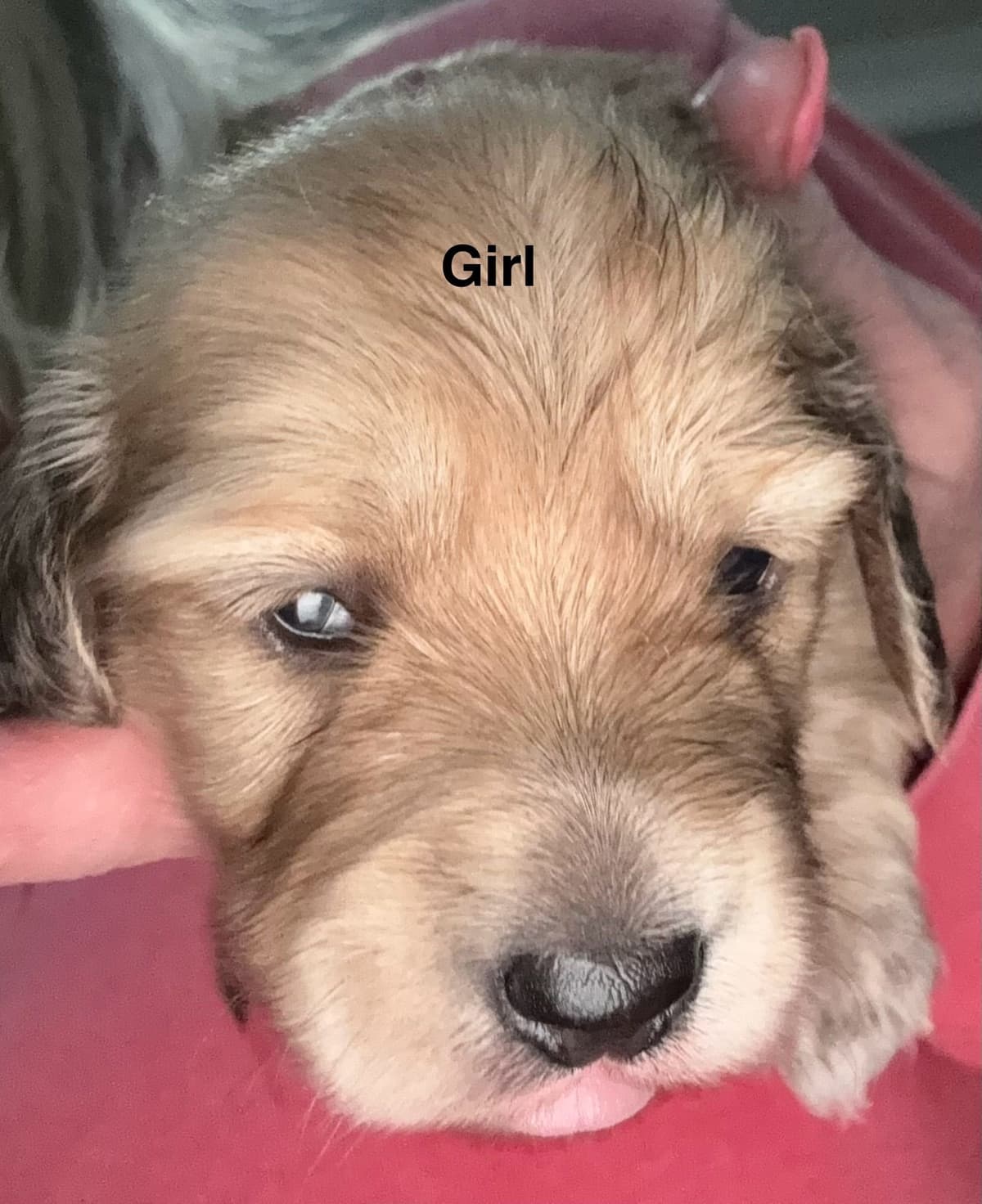 Dachshund Puppies breeder image 8