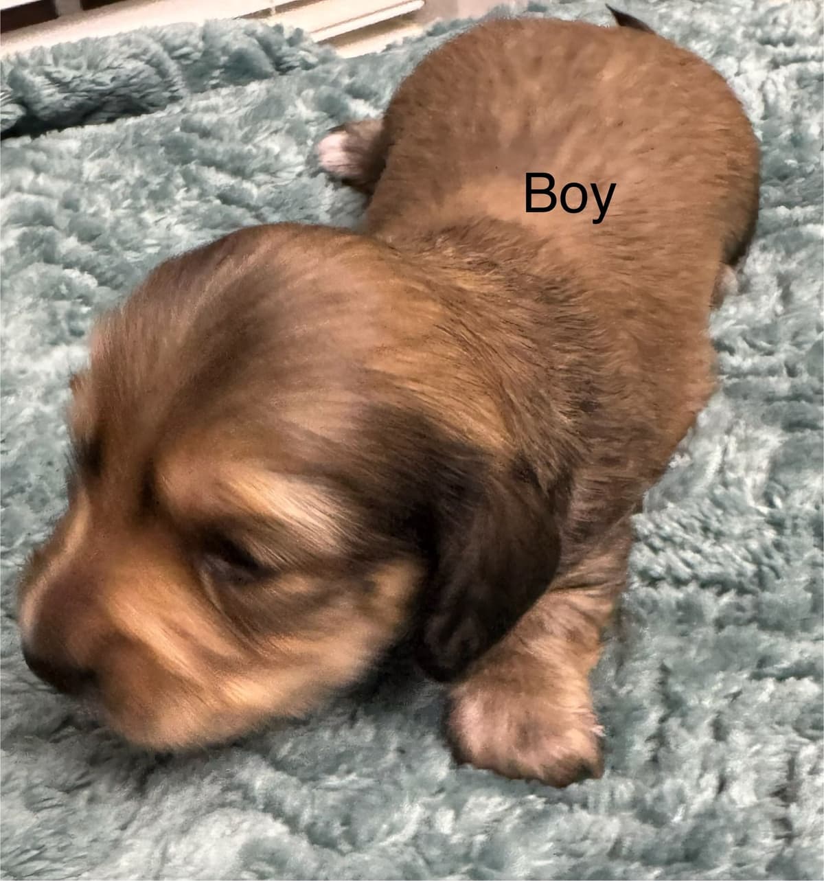 Dachshund Puppies breeder image 10