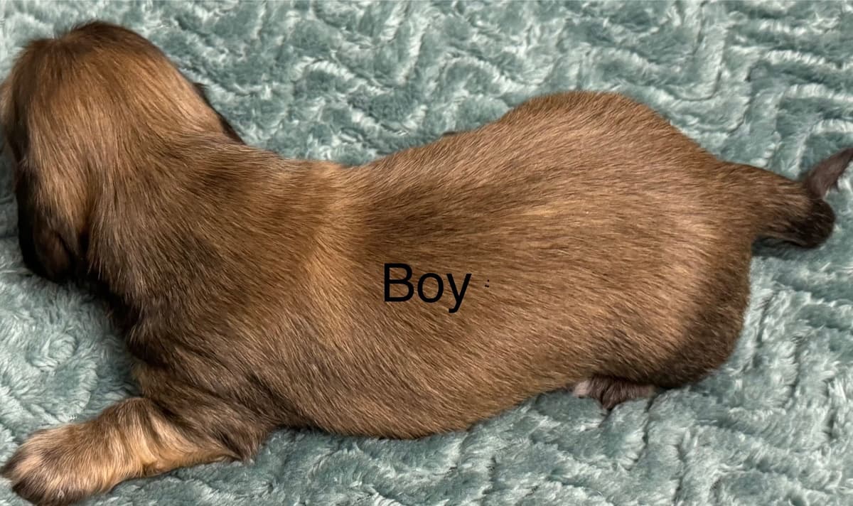 Dachshund Puppies breeder image 12