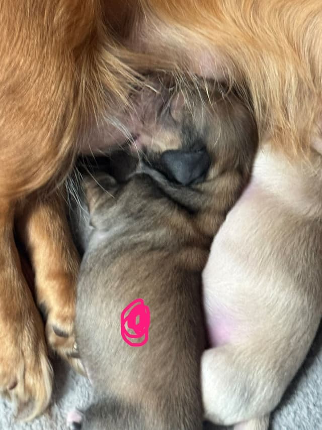 Dachshund Puppies media 2