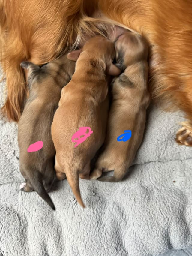 Dachshund Puppies media 3