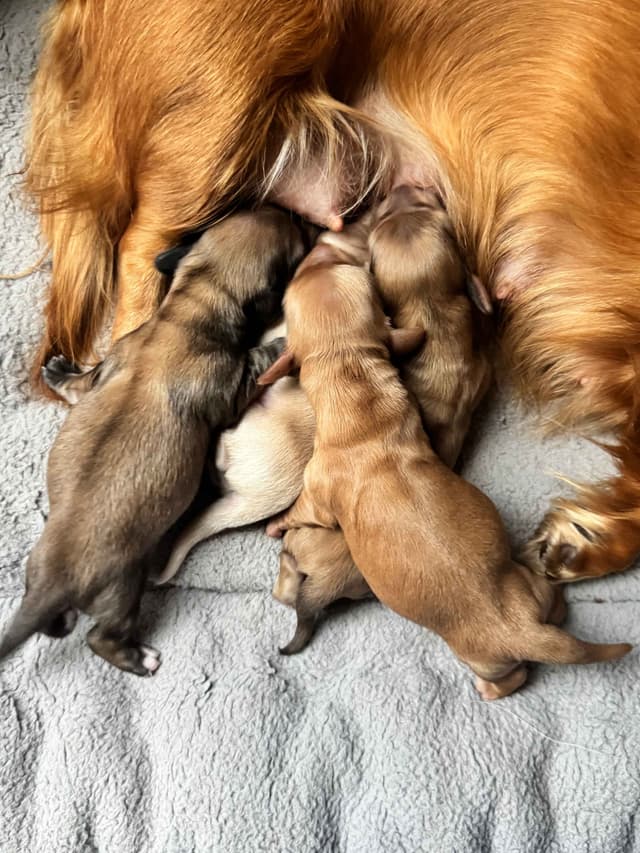 Dachshund Puppies media 4