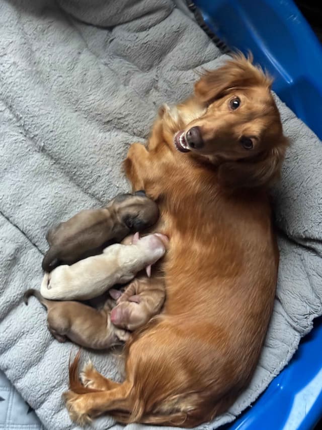 Dachshund Puppies media 5