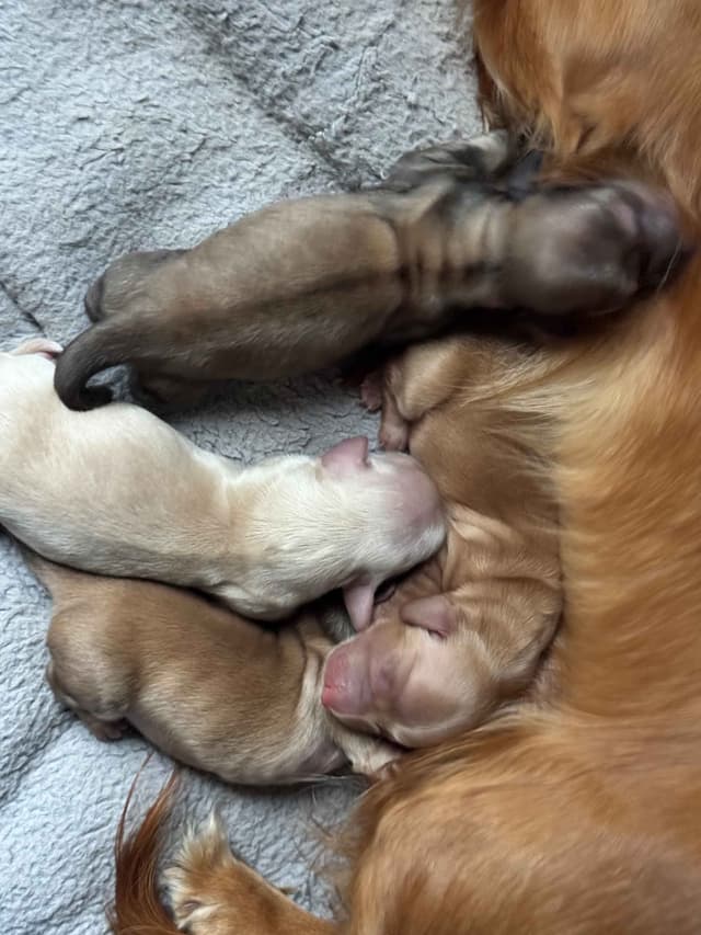 Dachshund Puppies media 6