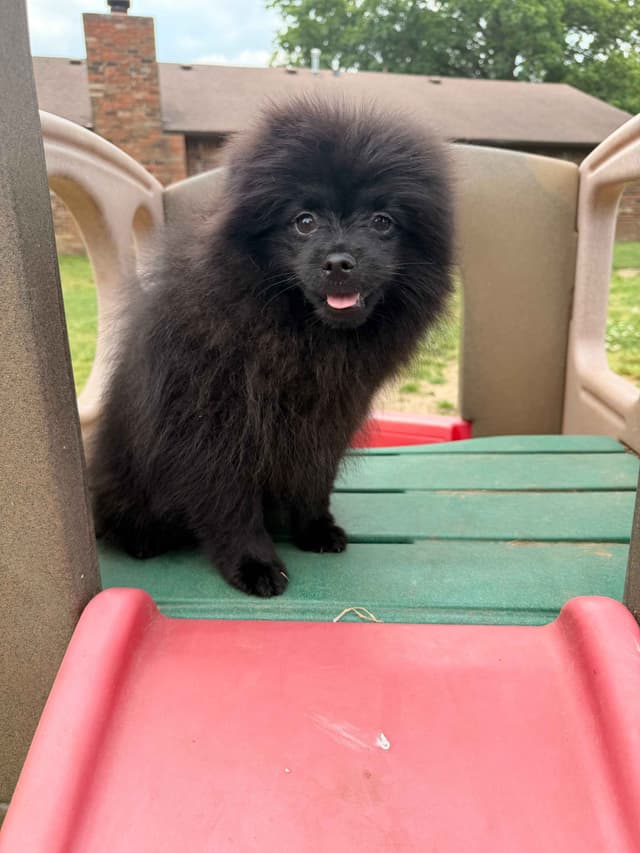 Pomeranian Puppies media 3