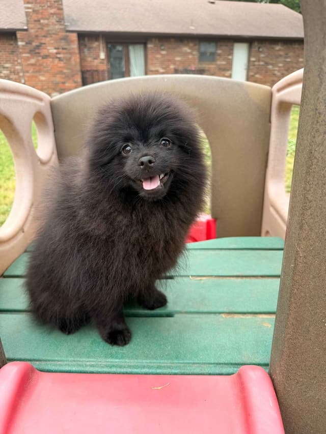 Pomeranian Puppies media 5