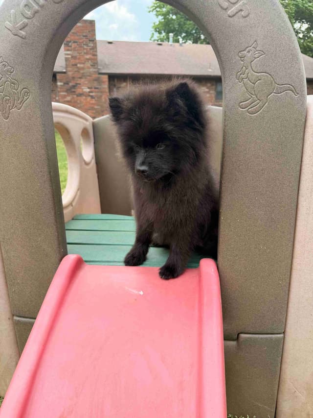 Pomeranian Puppies media 6