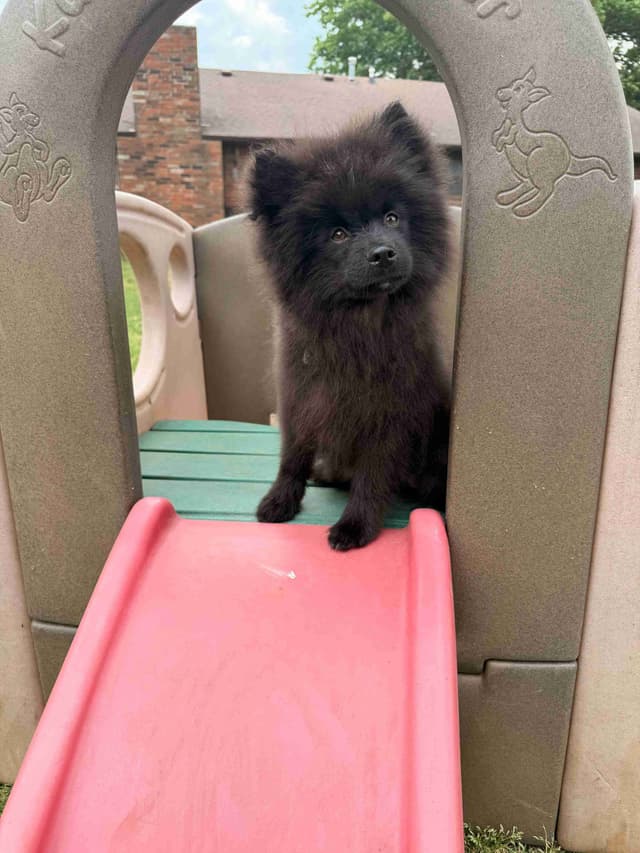 Pomeranian Puppies media 7