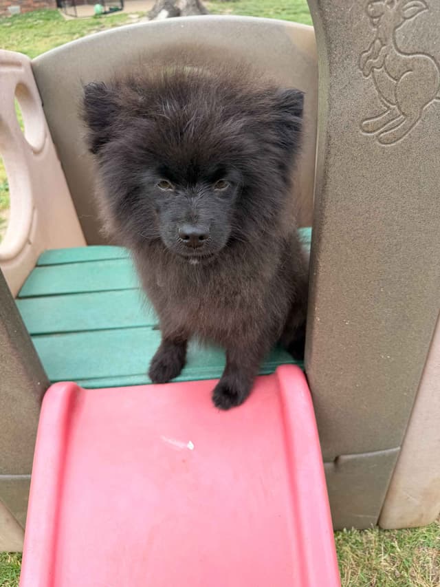 Pomeranian Puppies media 8