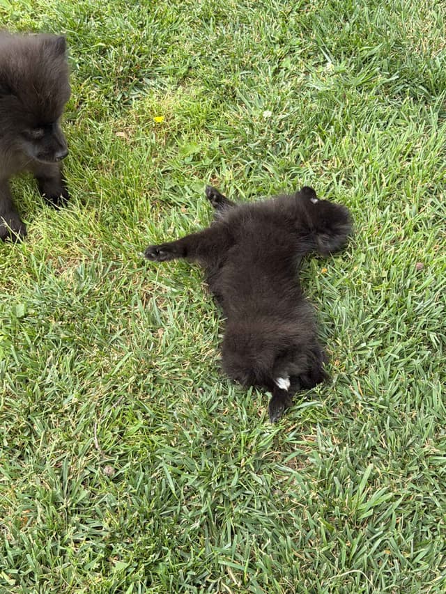 Pomeranian Puppies media 9