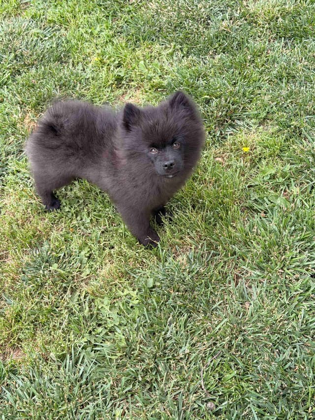 Pomeranian Puppies media 10