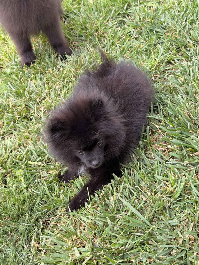 Pomeranian Puppies media 11