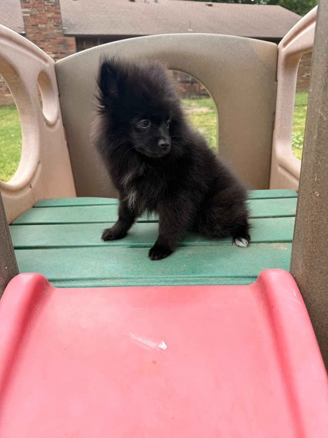 Pomeranian Puppies media 13