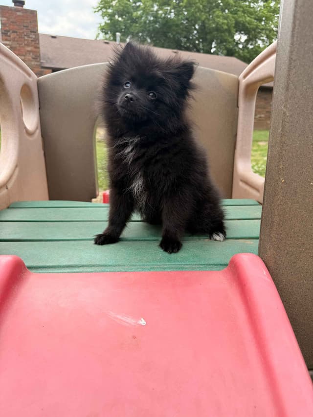 Pomeranian Puppies media 14
