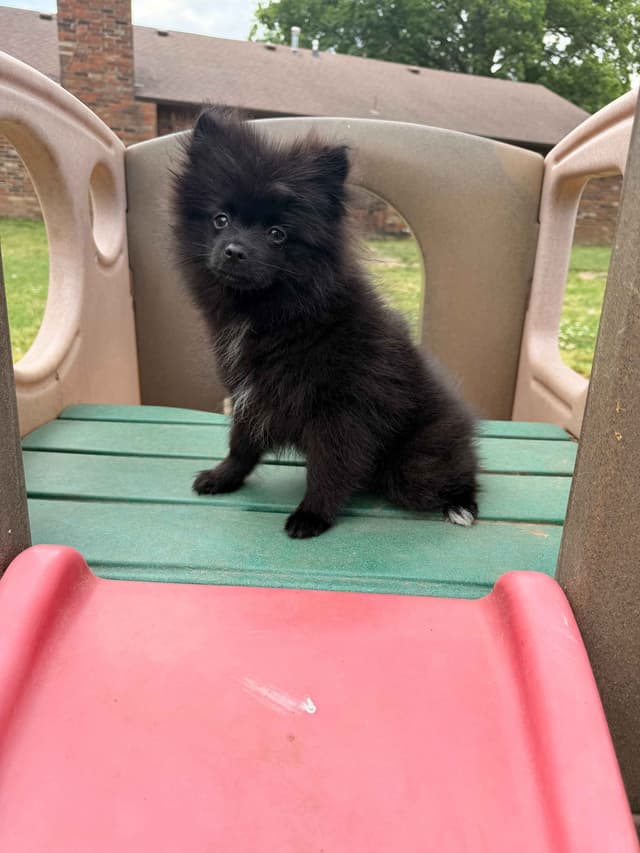 Pomeranian Puppies media 15