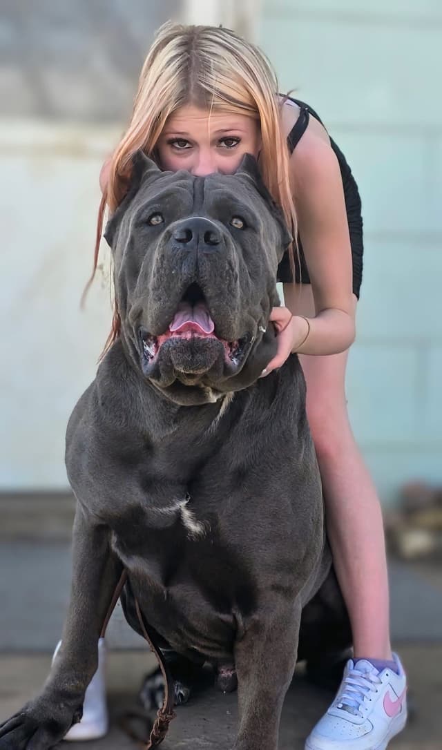 Big beautiful Cane Corso Puppies media 6