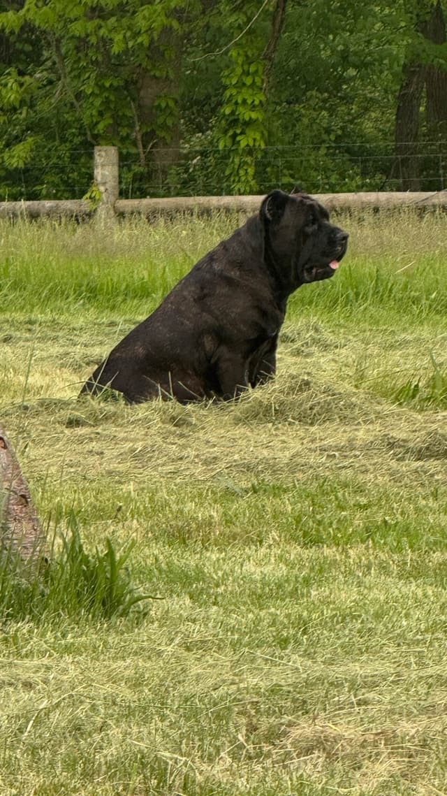 Big beautiful Cane Corso Puppies media 8
