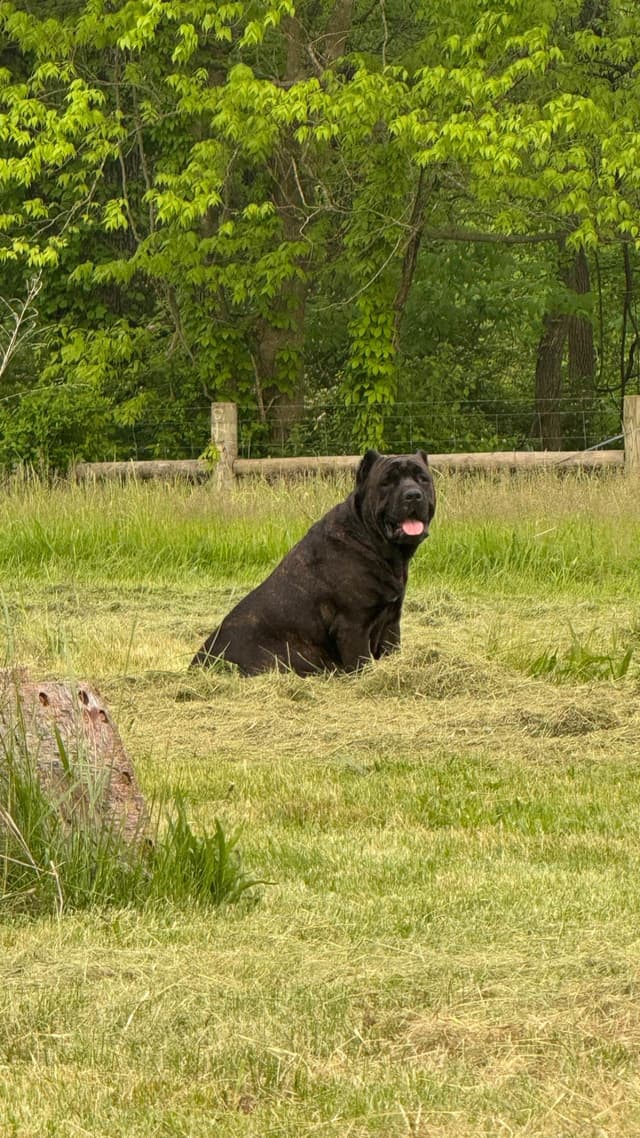 Big beautiful Cane Corso Puppies media 9