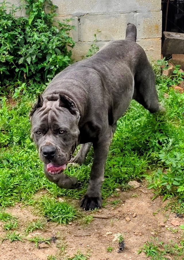 Big beautiful Cane Corso Puppies media 7