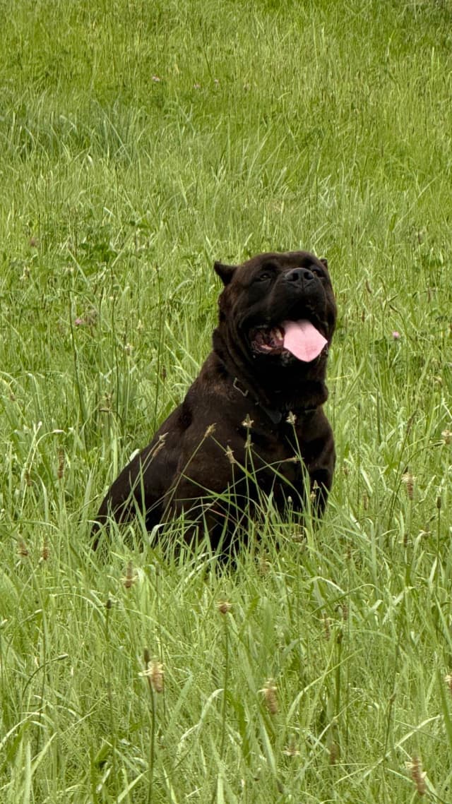 Beautiful Cane Corso Puppies media 10