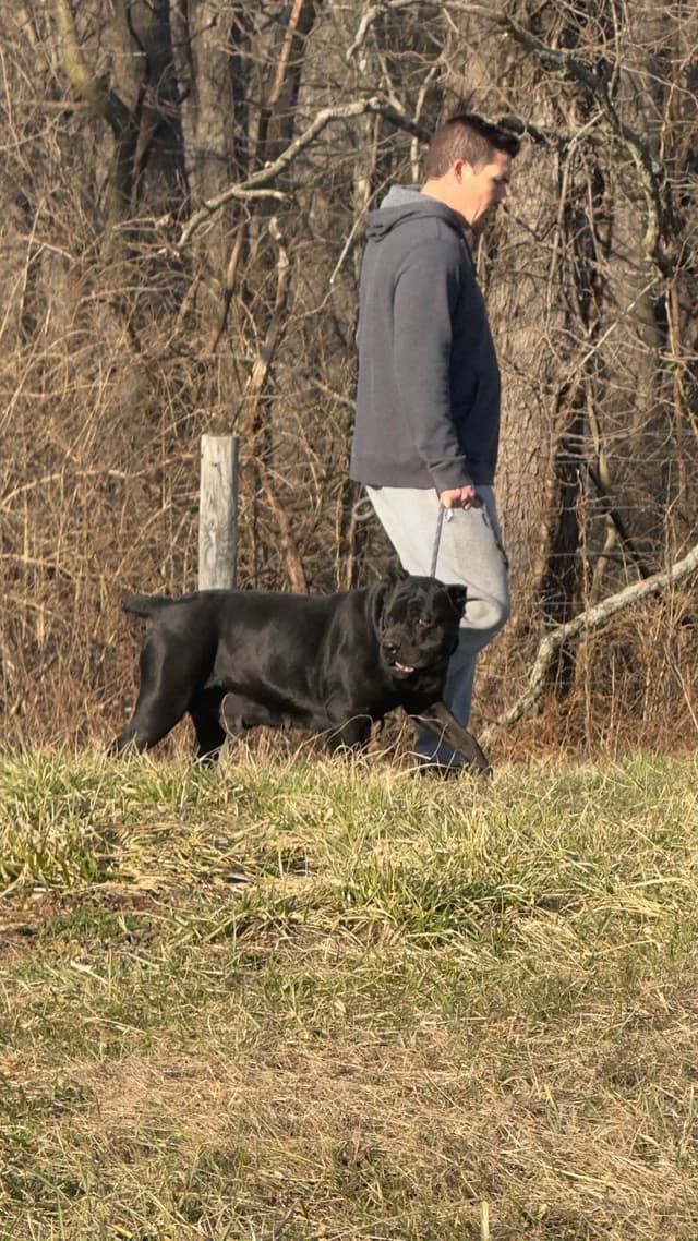 Beautiful Cane Corso Puppies media 11