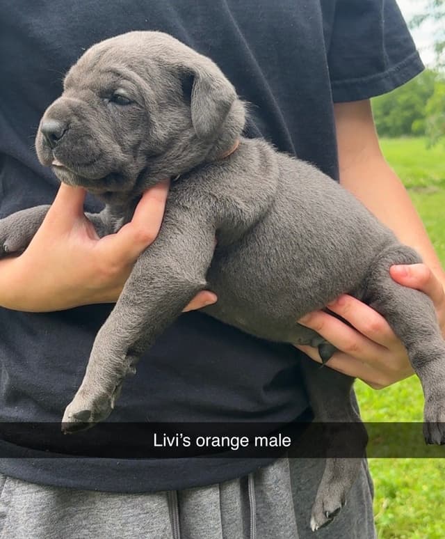 Big beautiful Cane Corso Puppies media 2