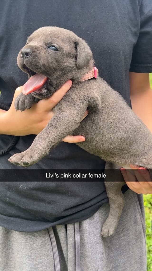 Big beautiful Cane Corso Puppies media 4