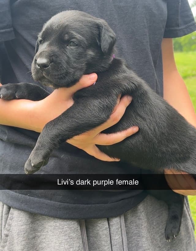 Big beautiful Cane Corso Puppies media 3