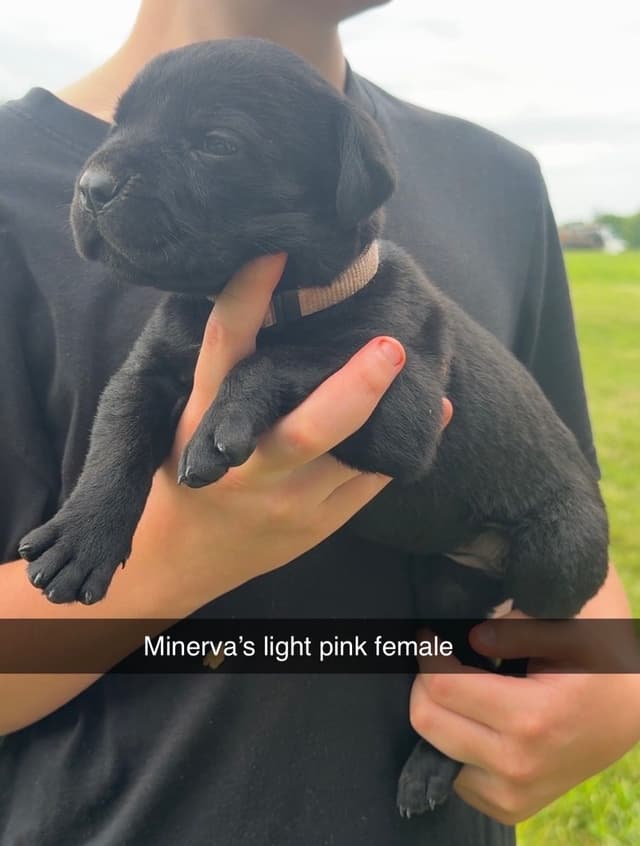 Beautiful Cane Corso Puppies media 4