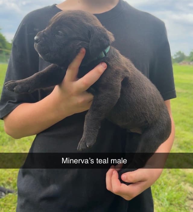 Beautiful Cane Corso Puppies media 3