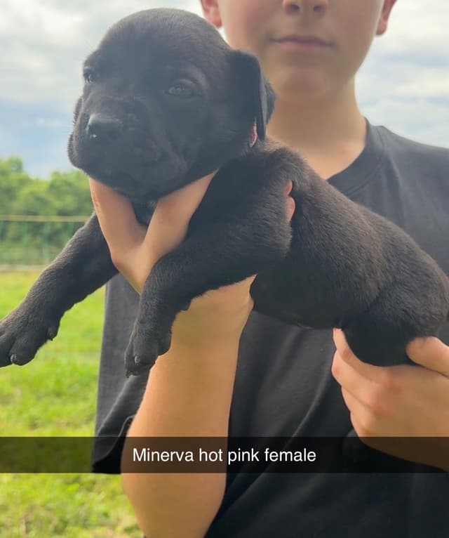 Beautiful Cane Corso Puppies media 6